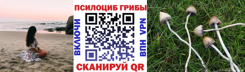 Псилоцибиновые грибы Magic Shrooms  Покров 